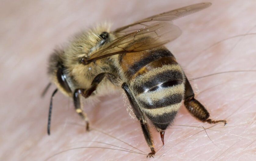 mesilase nõelamine peenise suurendamiseks